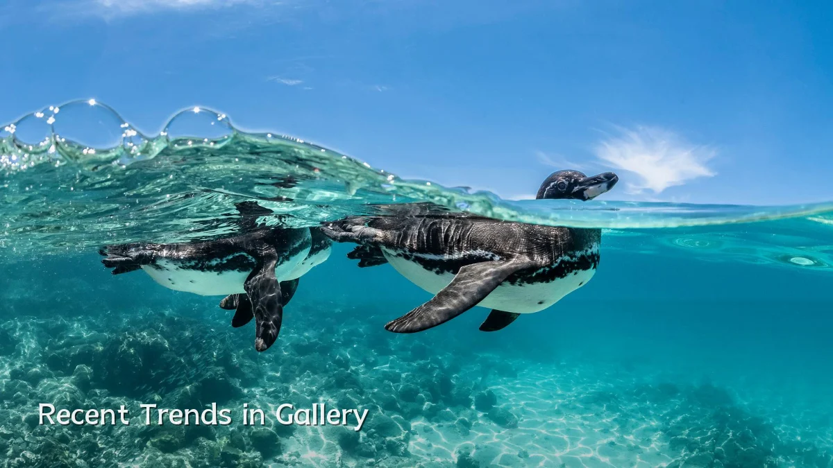 Recent Trends in Gallery